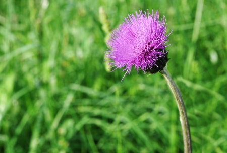 A mauve thistle on green backgroundの写真素材