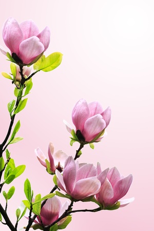 Spring magnolia tree blossoms on pink background.の写真素材