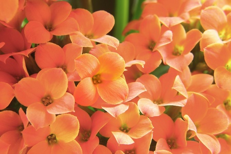 Beautiful flower of kalanchoe. macroの写真素材