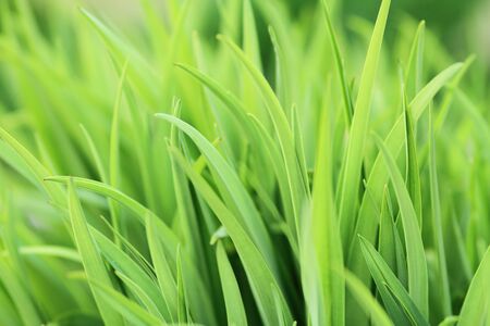 Fresh green grassの写真素材