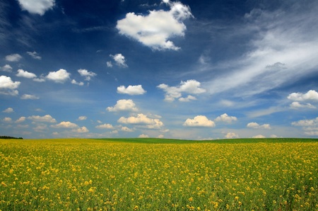 rape fieldの写真素材