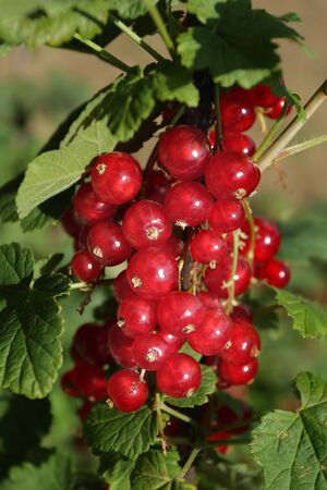 A ripe red currant in summer gardenの写真素材