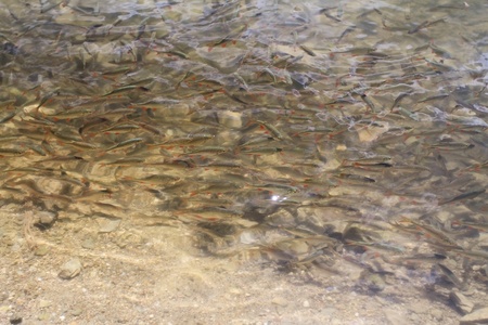 Trout fish shoal in clear waterの写真素材