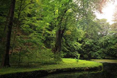lake in deep forestの写真素材