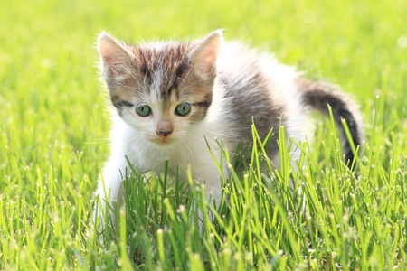 adorable young cat in the grassの写真素材