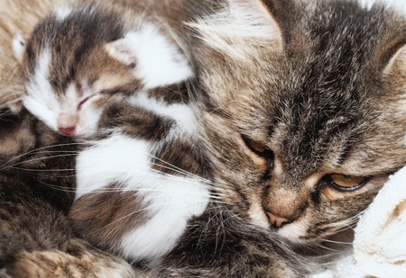 cats kittens relaxing with mom
