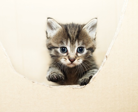 tabby kitten peeking out of the boxの写真素材