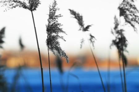 Waving stems of reed in winter against deep blue and yellow sky background