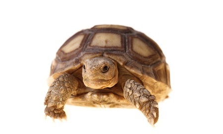 African Spurred Tortoise  Geochelone sulcata  isolated on white background