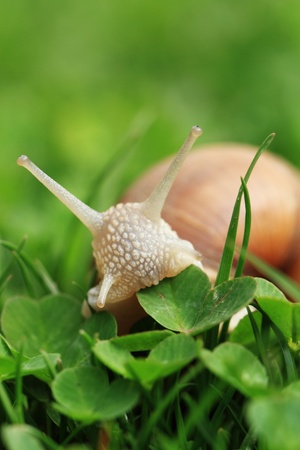 Crawler snail. Creeper snail after rain on the grass. Helix pomatia.の写真素材