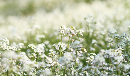 beautiful white flowers in meadowの写真素材