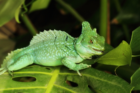 Close up of Green Basilisk Lizard  Basiliscus plumifrons の写真素材