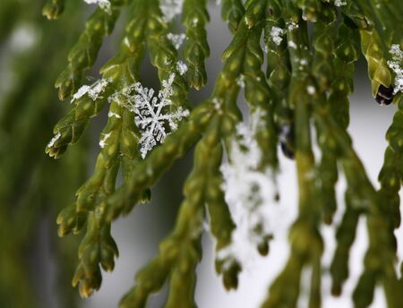 Close up, macro of snow with crystals in good viewの写真素材