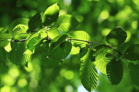 Green leaves on the tree