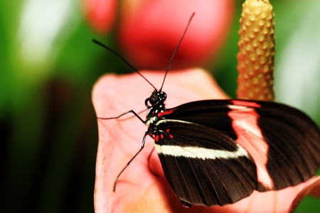 Small Butterfly  Heliconius erato  Nectaring On Pink Flowers