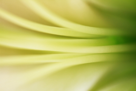 Fine art of close-up flower blurredの写真素材