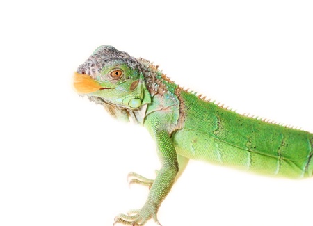 iguana  Iguana iguana  eats green sheetの写真素材