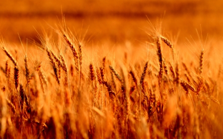 Fields of wheat at the end of summer fully ripeの写真素材