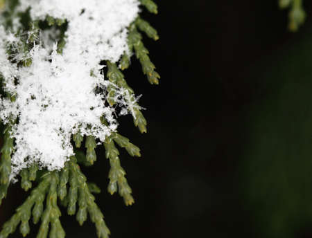 Close up, macro of snow with crystals in good viewの写真素材