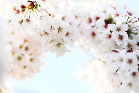 Cherry blossom against a blue backgroundの写真素材