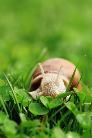 Crawler snail  Creeper snail after rain on the grass  Helix pomatia の写真素材