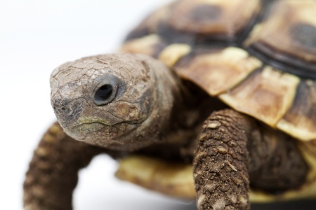 Testudo hermanni tortoiseon a white isolated backgroundの写真素材