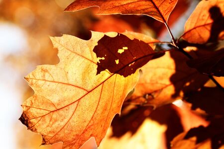 Autumn maple leaves background