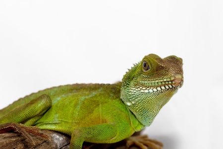 Head and face of an adult agama  Physignathus cocincinu の写真素材