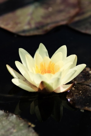 Yellow water lily on the lakeの写真素材