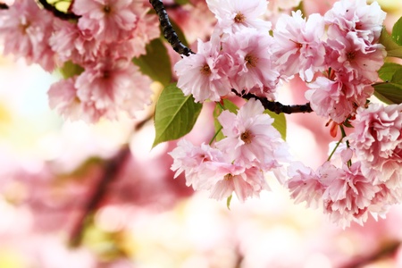pink cherry blossom in full bloomの写真素材