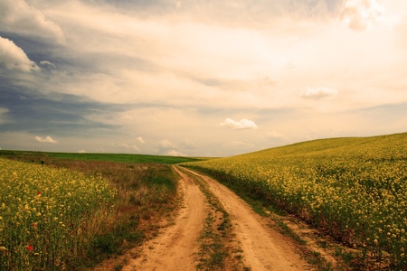 Colourful field of rapeseedの写真素材