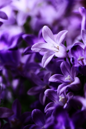 Close-Up of violet colored Campanula Bellflowersの写真素材