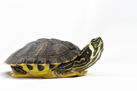 Small turtle on white backgroundの写真素材
