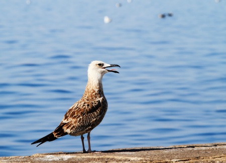 Graceful seagull walking in front of the sea