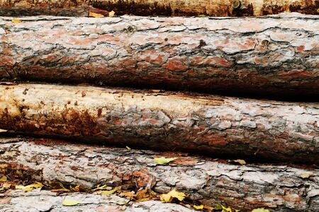 Cut tree trunks lying in the woodsの写真素材