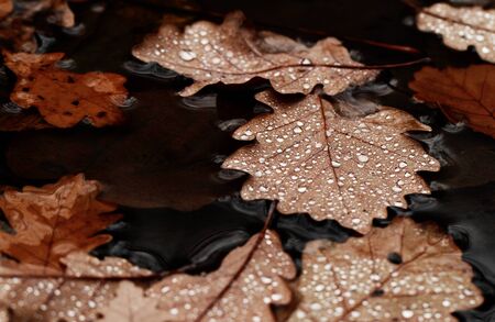 Dewdrops on the dry leaf macro shotの写真素材