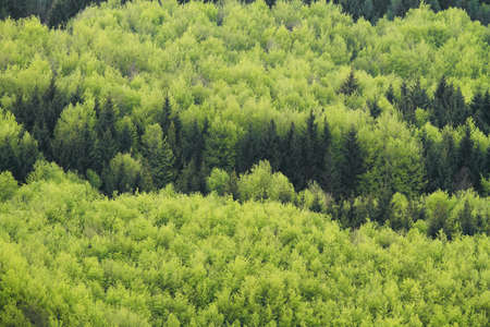 Aerial view of summer forestの写真素材
