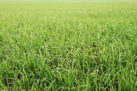 Field of green wheat grass backgroundの写真素材