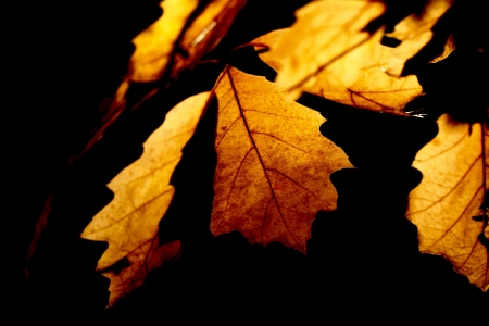Autumn maple leaves backgroundの写真素材