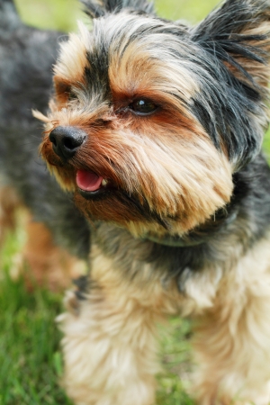 Yorkshire terrier outside on walkの写真素材