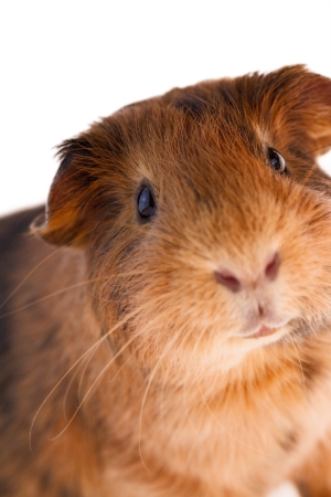This is a picture of a brown and red guinea pig taken with a white background 