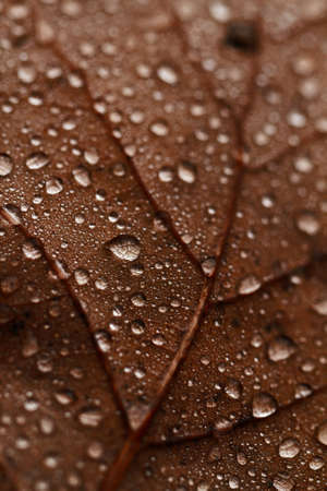 Dewdrops on the dry leaf macro shotの写真素材