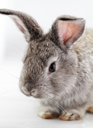 Gray rabbit bunny isolated on white backgroundの写真素材