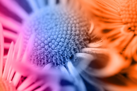 Gradient chrysanthemum in the bright morningの写真素材