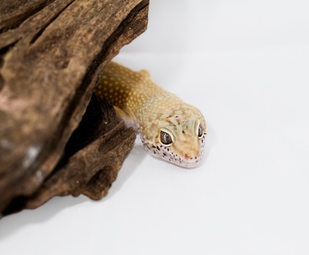 Leopard gecko, in front of white background  Eublepharis macularius 