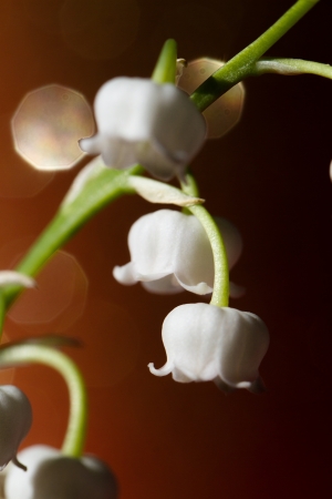 Lily of the valley - close upの写真素材