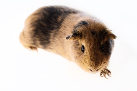This is a picture of a brown and red guinea pig taken with a white background.の写真素材