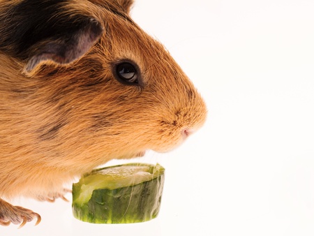 This is a picture of a brown and red guinea pig taken with a white background.の写真素材