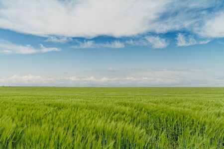 Green wheat on a grain field in springの写真素材