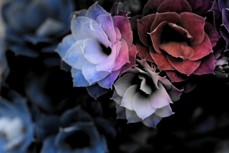 Kalanchoe flower blossoms (close up)の写真素材